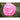 Jacks Japanese Camellia