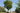 Japanese Zelkova