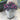 Jazz Hands Mini® Chinese fringe-flower 3 Gallon