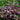 Jazz Hands Variegated® Chinese fringe-flower 3 Gallon