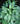 June Plantain Lily
