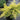 Saybrook Gold Chinese Juniper