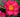 Kanjiro Autumn Camellia
