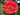 Kramer's Supreme Japanese Camellia