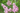 Japanese Crape Myrtle Muskogee