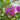 Lagerstroemia indica 'Autaugaville Purple'