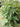Leatherleaf Mahonia