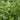 Japanese Privet - Weeping