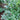 Japanese Privet Lake Tresca