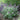 Lo & Behold Blue Chip Jr Butterfly Bush