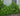 Moonlit Lace® Viburnum