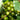Muscadine Grape