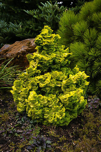 dwarf false cypress shrub