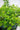 Needlepoint Chinese Horned Holly