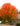 October Glory Red Maple