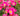 Pink Drift® Rose