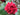Professor Sargent Japanese Camellia