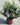 Encore® Autumn Twist® Reblooming Azalea
