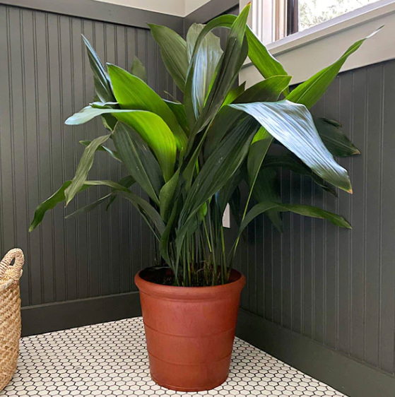 iron for house plants Cast Iron Plant – The Plant Firm