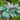 Blue Cadet Plantain Lily