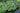 Shade Fanfare Plantain Lily