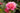 Shishi Gashira Autumn Camellia