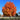 Acer saccharum Sugar Maple
