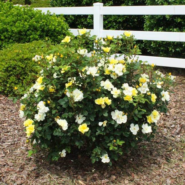 Sunny Knock Out® Rose – The Plant Firm