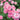 Sweet Drift® Rose