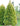 Arborvitae Yellow Ribbon