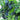 Rabbiteye Blueberry Climax