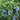 Rabbiteye Blueberry Powder Blue