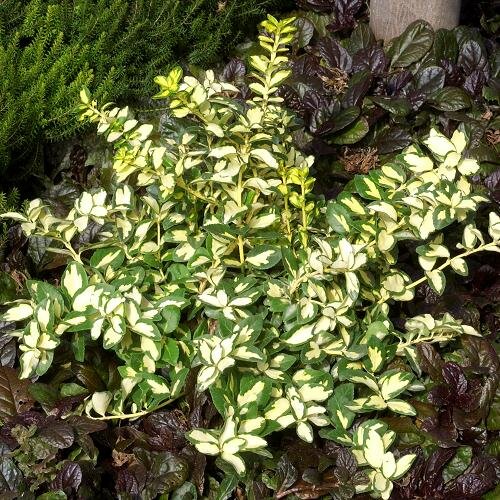 ivory jade euonymus plant Wintercreeper Euonymus Fortunei Interbolwi