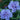 Blue Chiffon Rose of Sharon