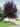 Common Chokecherry