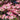 Rubra Flowering Dogwood - Pink