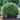 Saunders Dwarf™ Boxwood