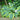 Frances Williams Plantain Lily