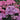 Let's Dance Can Do Hydrangea SMNHSI