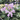 Blue Mouse Ears Plantain Lily