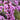 Summer's Tower Redbud