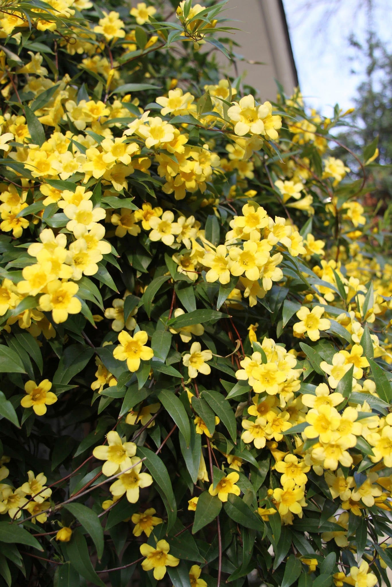 carolina jasmine plant Carolina Jessamine – The Plant Firm