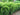 Japanese Plum Yew 'Upright'