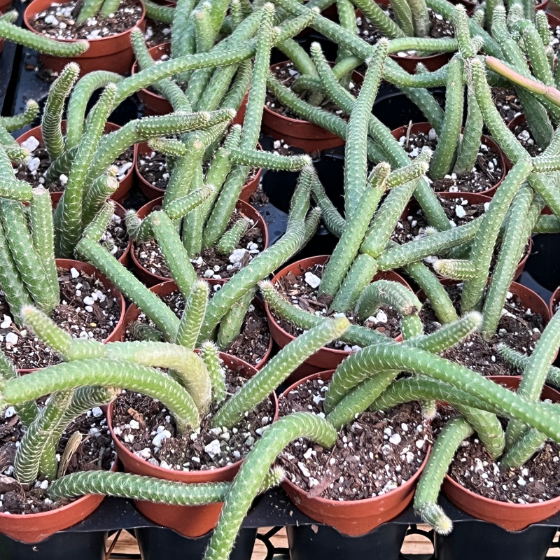 rat tail succulent Shop Rat Tail Cactus – The Plant Firm