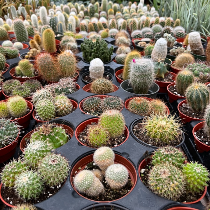 assorted succulents Assorted Succulents – The Plant Firm