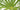 Windmill Palm Care Guide: How to Grow Cold-Hardy Palms in the Southeast