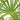 Windmill Palm Care Guide: How to Grow Cold-Hardy Palms in the Southeast