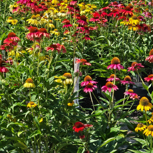 Affordable Indoor & Outdoor Plants Delivered to Your Door The Plant Firm