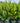 Southern Wax Myrtle