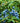 Tifblue Rabbiteye Blueberry